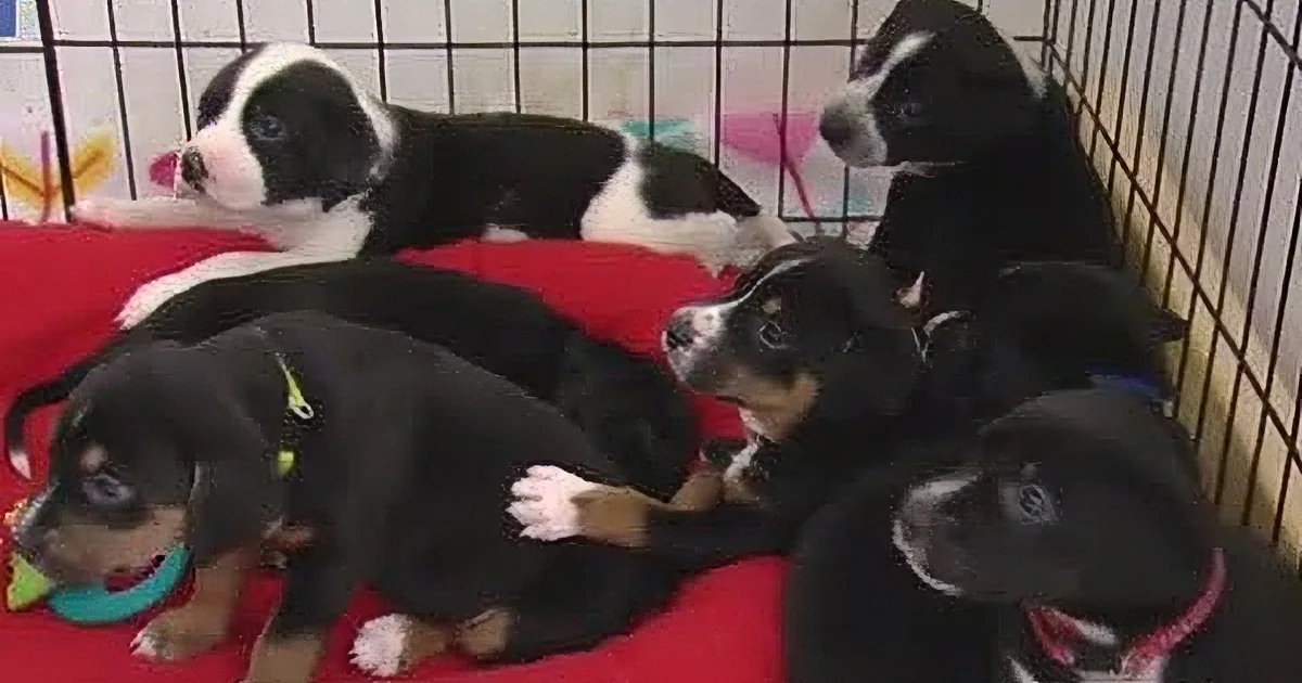 He Adopts a Big Middle-Aged Dog. He''s Stunned When He Finds This in the Paperwork...