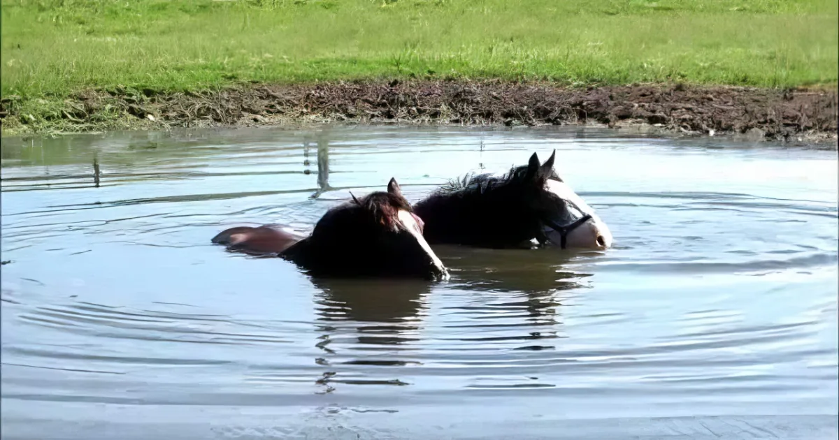 Two horses partially submerged in water, with one horse's head and neck visible above the surface.