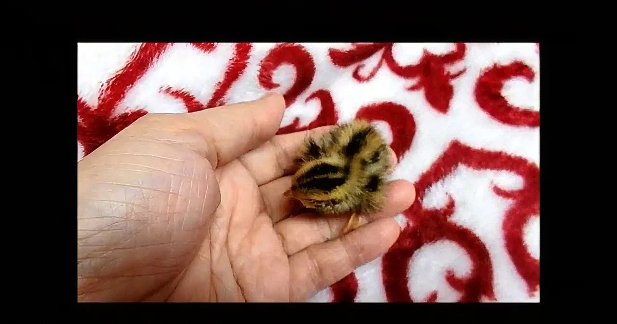 She Thought It Was an Ordinary Quail Egg -- Until Her Pet Bird Did This! Unbelievable!
