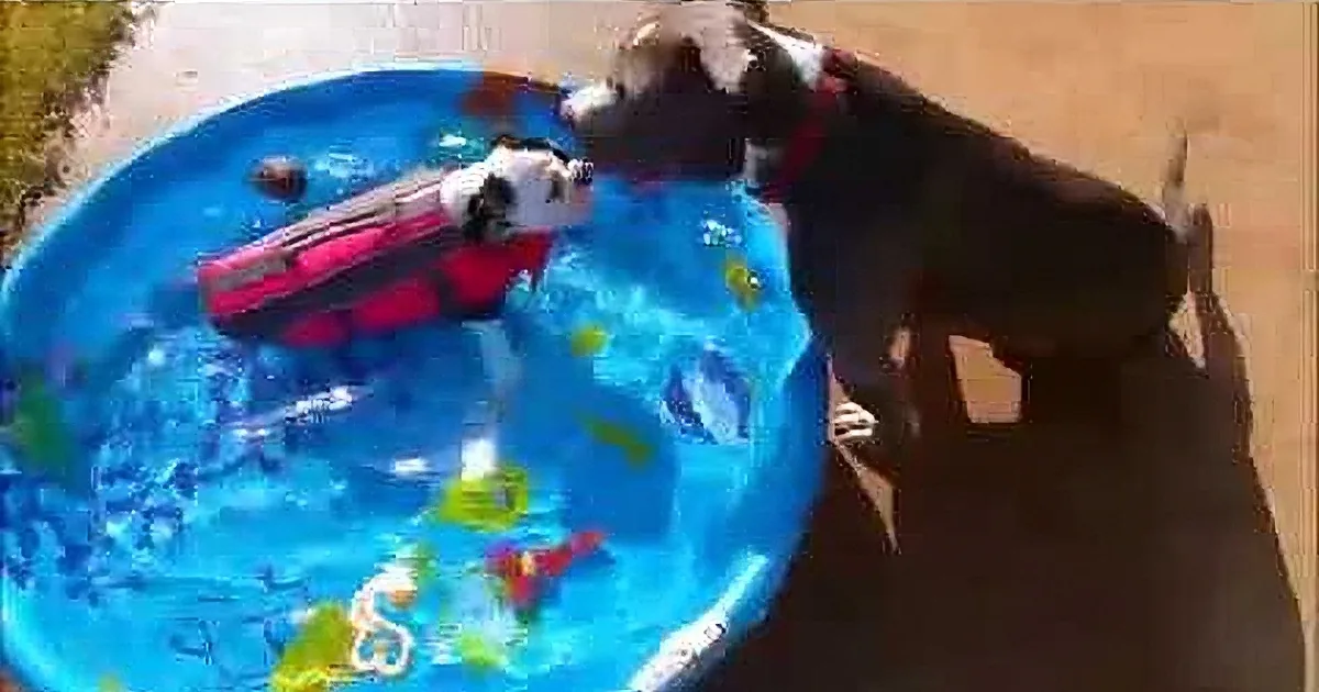 A dog stands beside a small inflatable pool filled with toys and water.