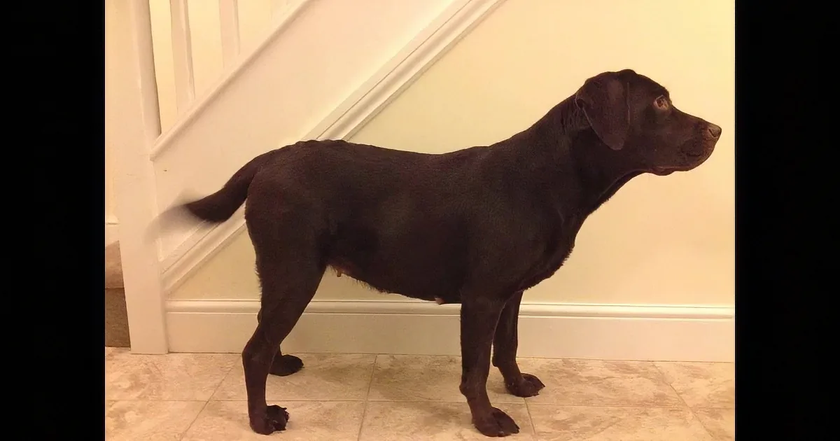 A chocolate Labrador Retriever stands on a tiled floor near a staircase, looking to the right.
