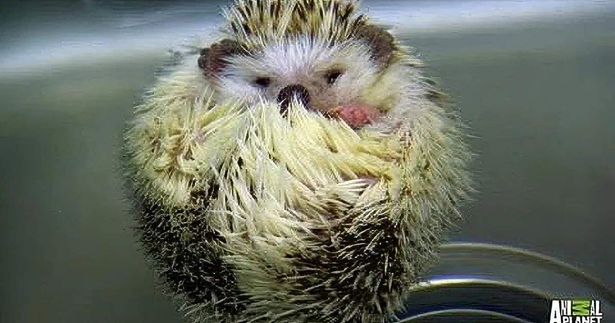 This Happy Hedgehog Loves Her Bath... Her Puppy Friend Is Less Enthusiastic!