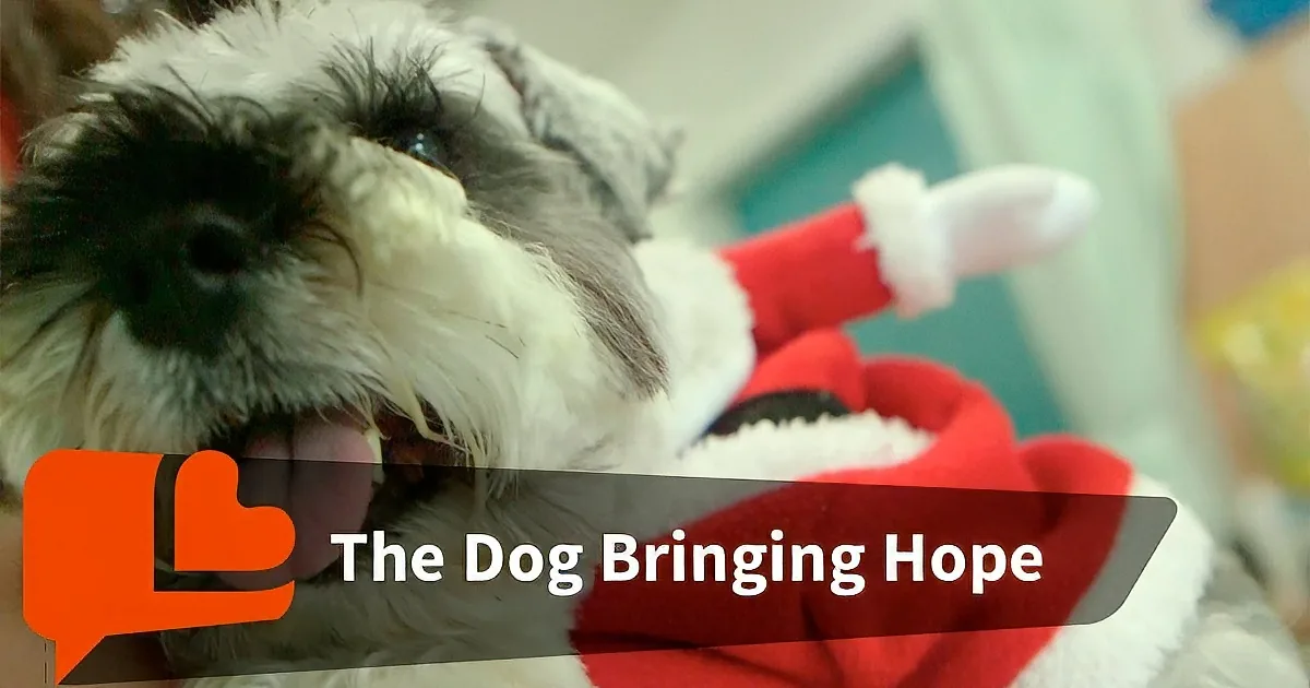 A dog with a Santa hat in its mouth, looking playful and festive.