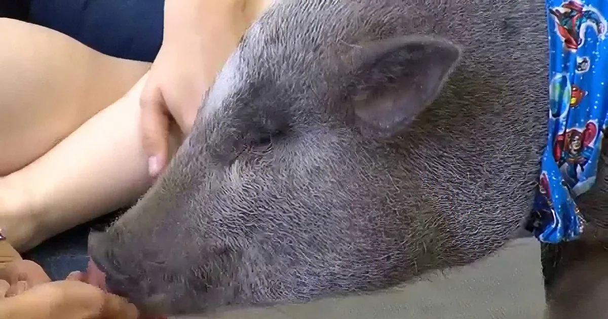 This Little Pig Comes Onto a College Campus... Now Watch What He Can Do. Unbelievable!