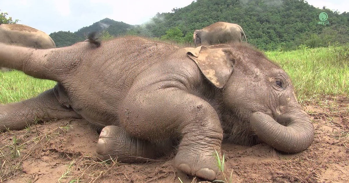 A baby elephant lies on its side in a grassy field, surrounded by other elephants and a forested hill.