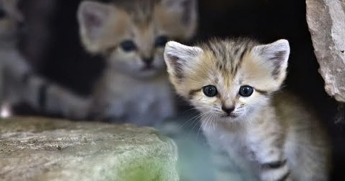 A curious sand kitten with large, dark eyes and striped fur peers intently forward.