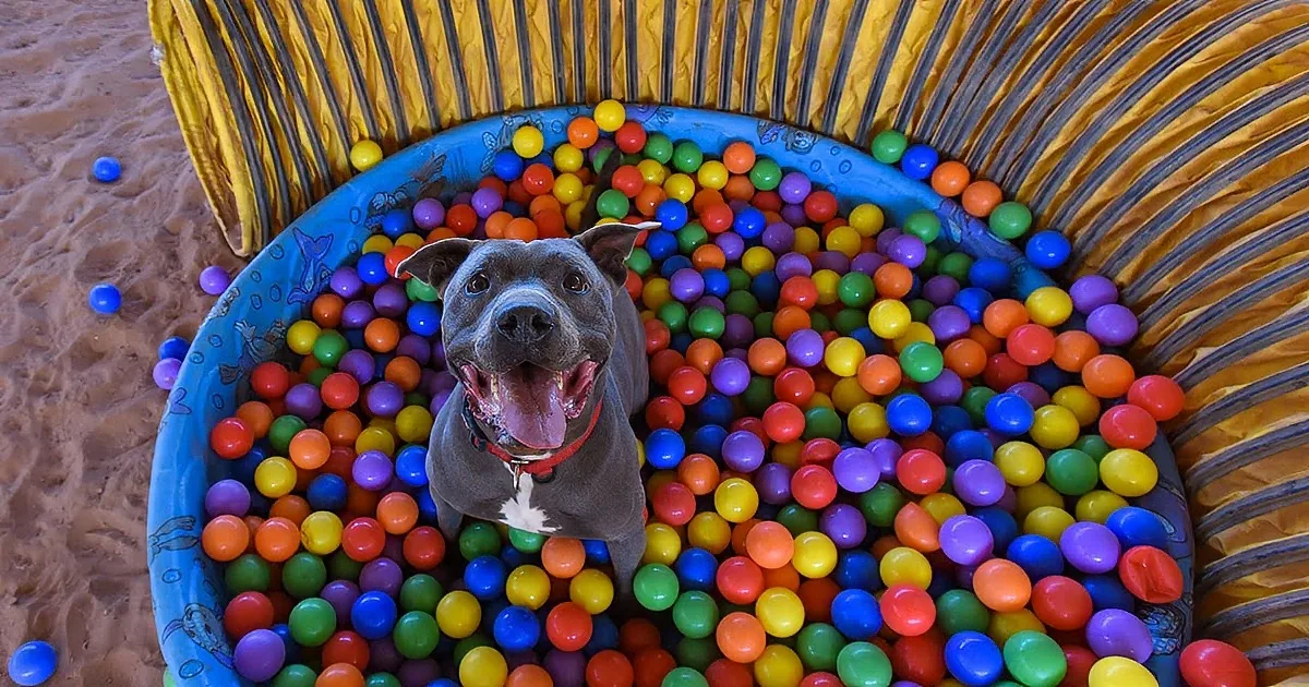 This Rescued Pit Bull Gets His Own Ball Pit, His Reaction Is Incredible!