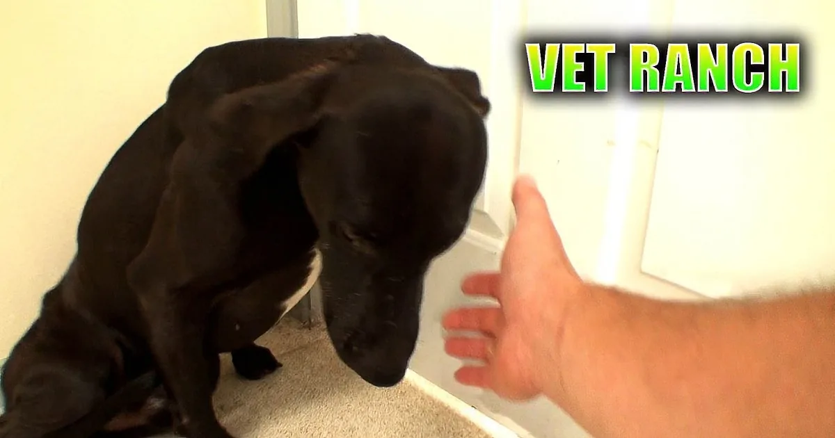 A black dog is being petted by a person's hands, with "VET RANCH" text in the corner.