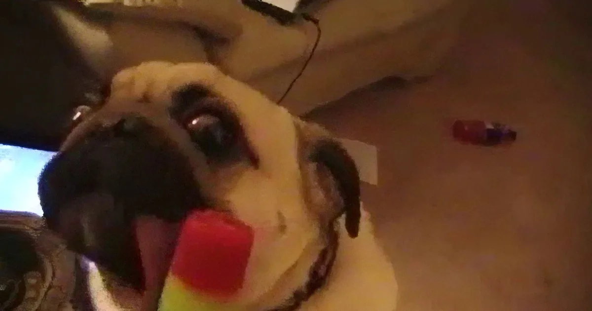 This Pug Enjoys a Cool Icy Treat to Beat the Heat, but Keep an Eye on His Tongue...