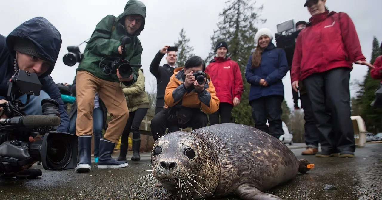 Two seals lie on wet pavement, surrounded by people in rain gear with cameras.
