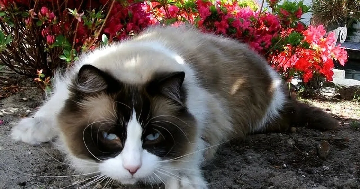A fluffy, white and brown cat with striking blue eyes rests on a patch of dirt surrounded by vibrant pink and red flowers.