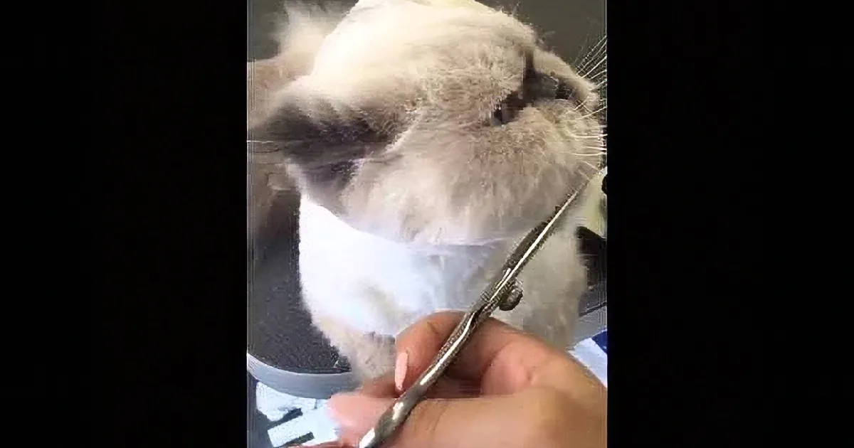 This Cat''s Reaction to Getting a Haircut Will Make You Laugh out Loud...
