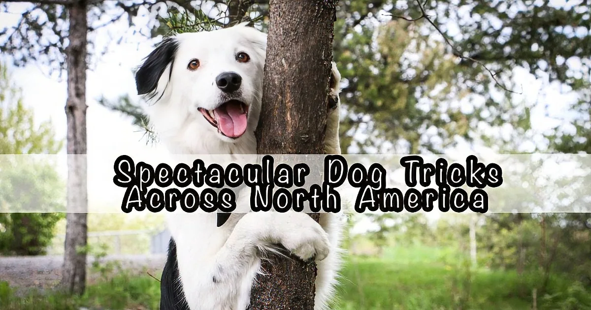 A white dog with black spots climbs a tree in a forest, with text overlay.