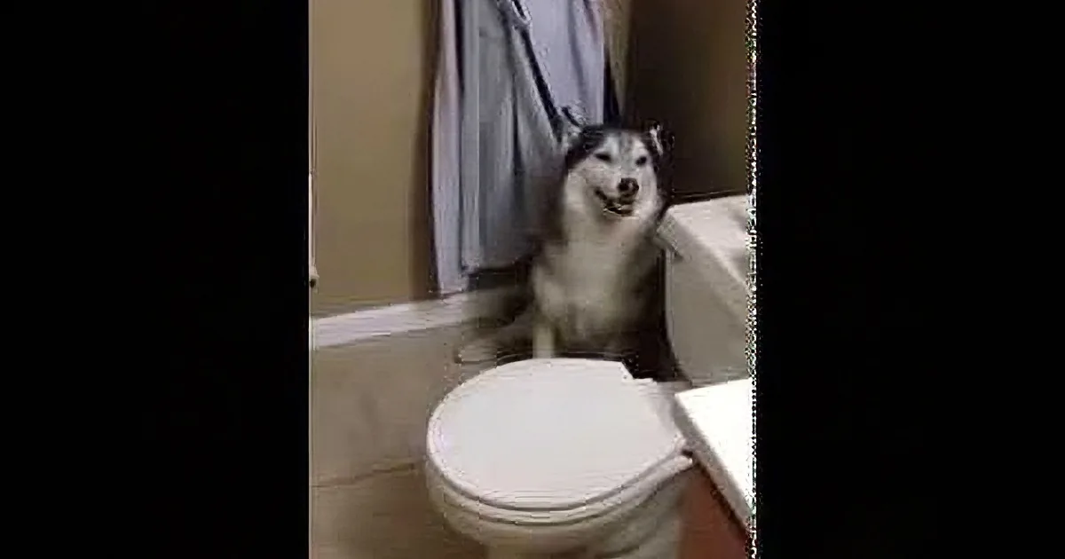 A smiling husky dog sits on a bathroom floor, looking up at the camera.