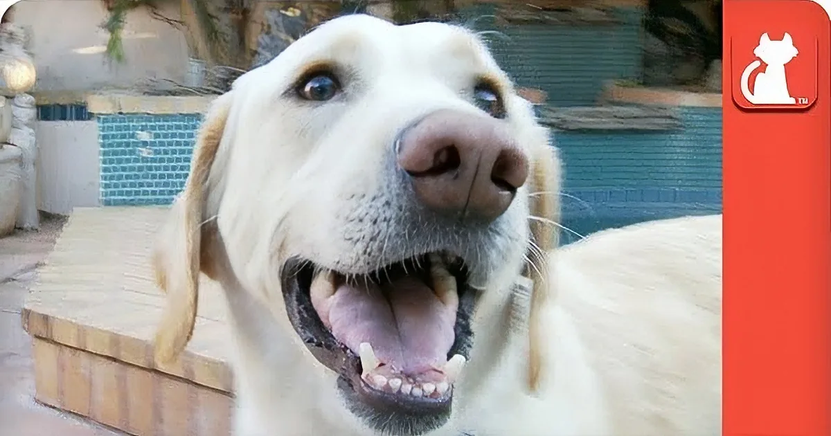 A happy golden retriever with its tongue out, looking directly at the camera.