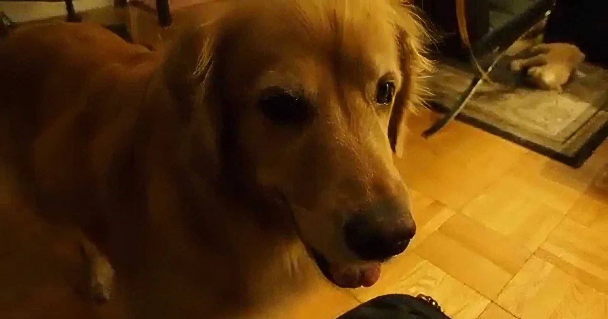 When Owner His Returns From Vacation, Watch How the Dog Welcomes Him Home? I''m Cracking Up!