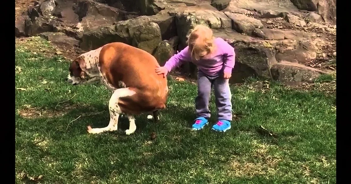 A young girl pets a cow on a grassy field with rocks in the background.