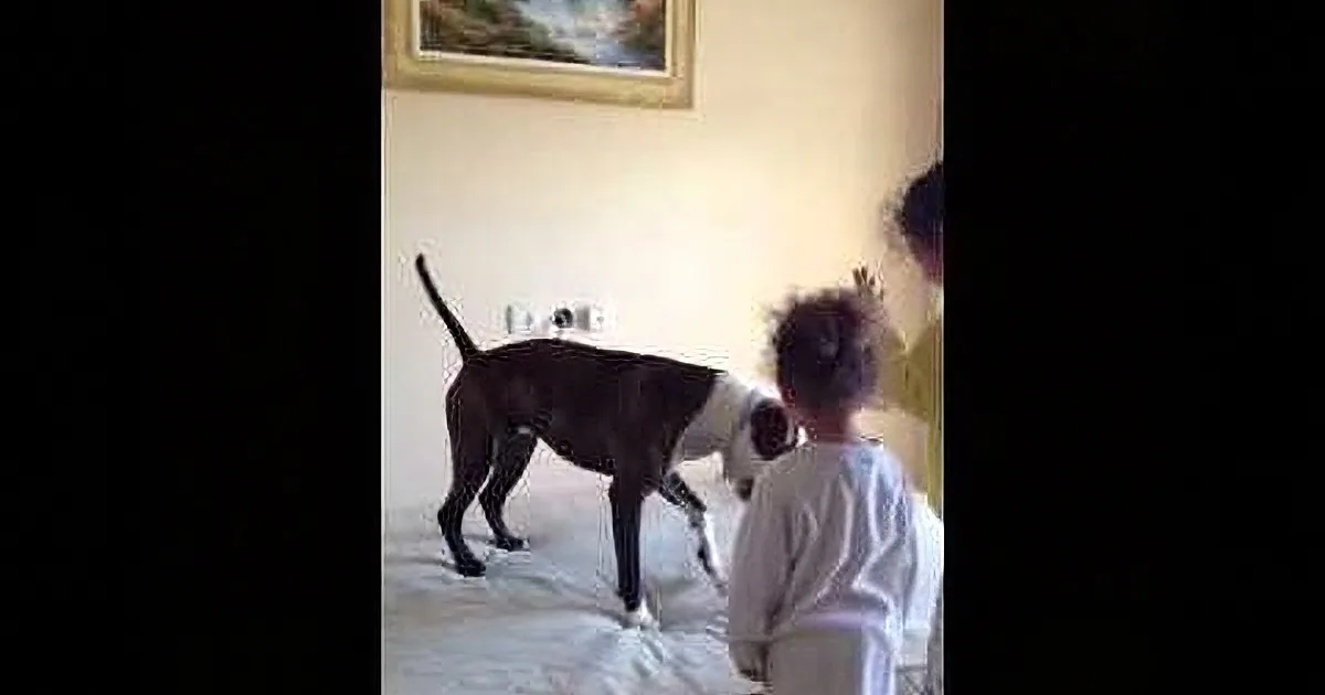 This Pit Bull Might Be the Happiest Dog in the World! Watch as He Plays on the Bed!