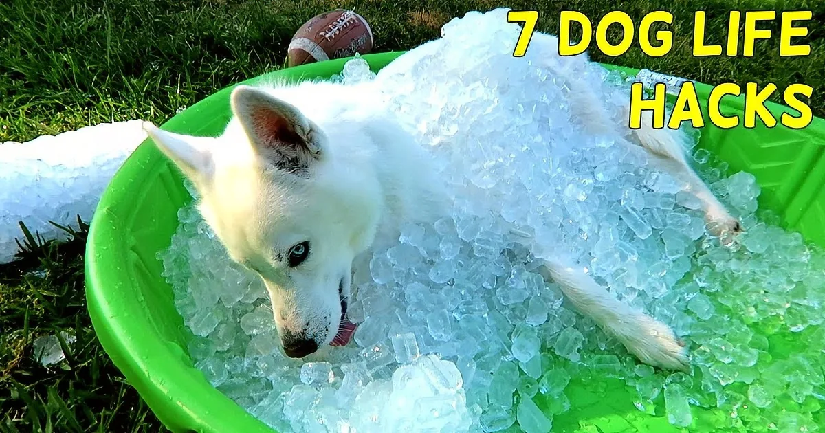 A white dog is lying in a green plastic tub filled with ice cubes on a grassy lawn.