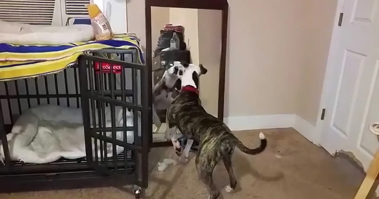 This Pit Bull Sees His Reflection for the First Time. and Then? I''m Cracking Up!