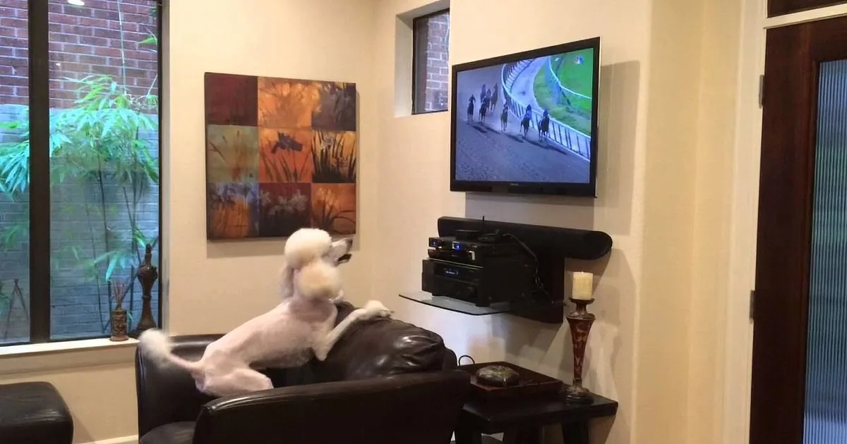 Two white dogs watch a horse race on TV in a cozy living room with art and plants.