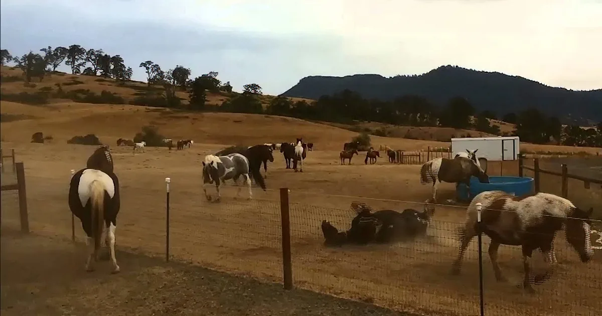 These Rescued Horses Roam Free in This Field. but Keep Your on Eye on the Black and White One...