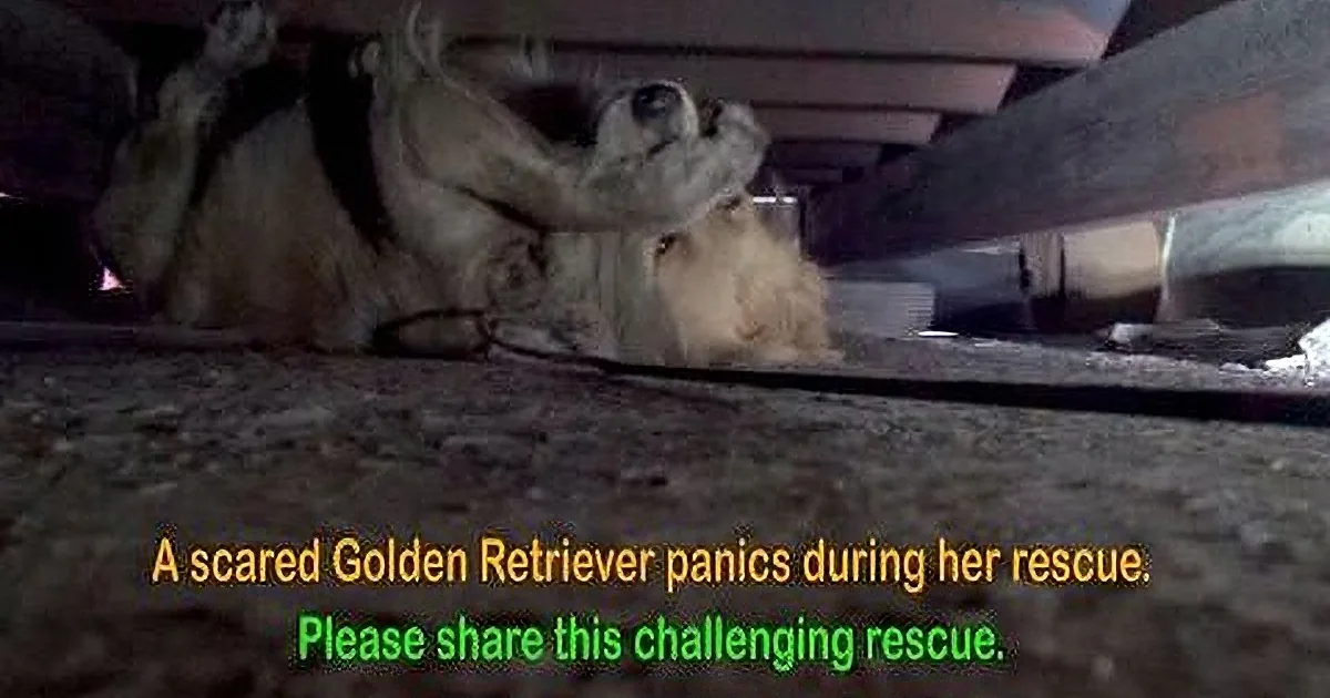 A scared Golden Retriever is hiding under a structure, looking up with a distressed expression.