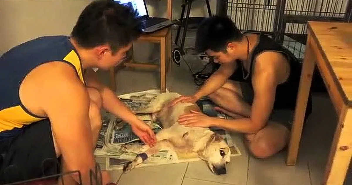 This Poor Homeless Old Dog Was Crying for Help. I''ll Never Forget What Two Men Did for Him...