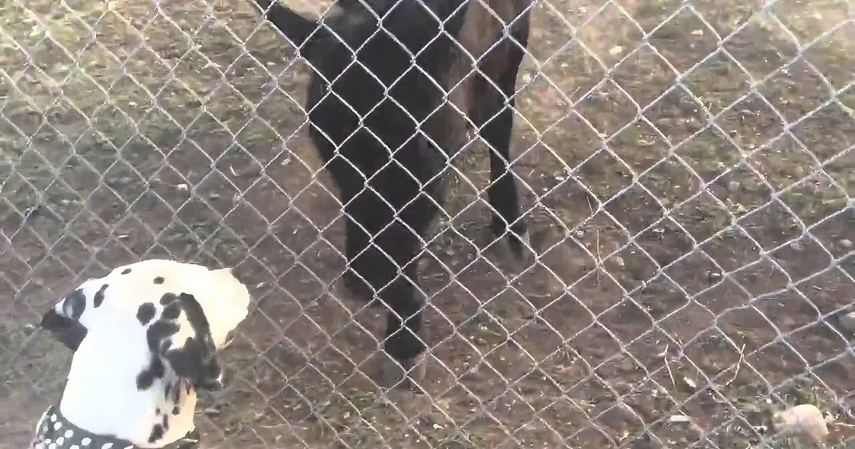 A black and white dog stands behind a chain-link fence, partially obscured by another dog.