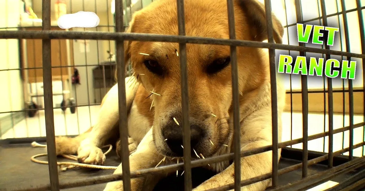 A dog with acupuncture needles in its face sits in a metal cage at a veterinary ranch.
