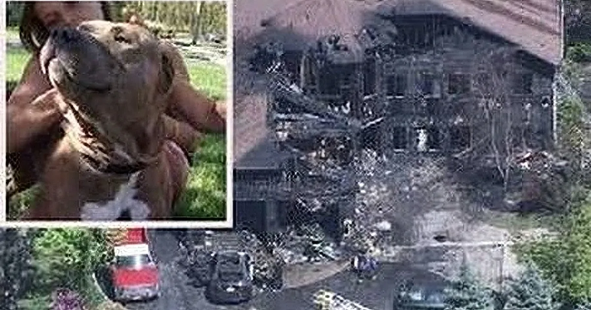 A dog is being held by a person, while a house is shown in ruins with debris and emergency vehicles nearby.