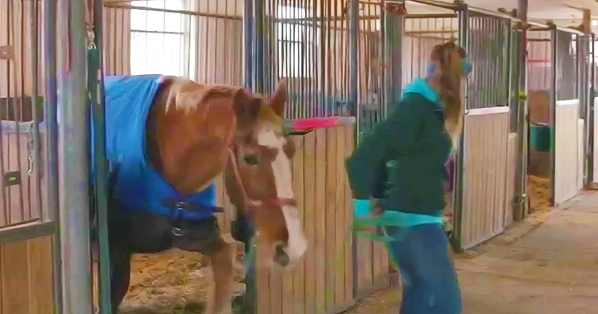 This Horse Was Being Sold to Slaughter. This Rescue Group Stepped In