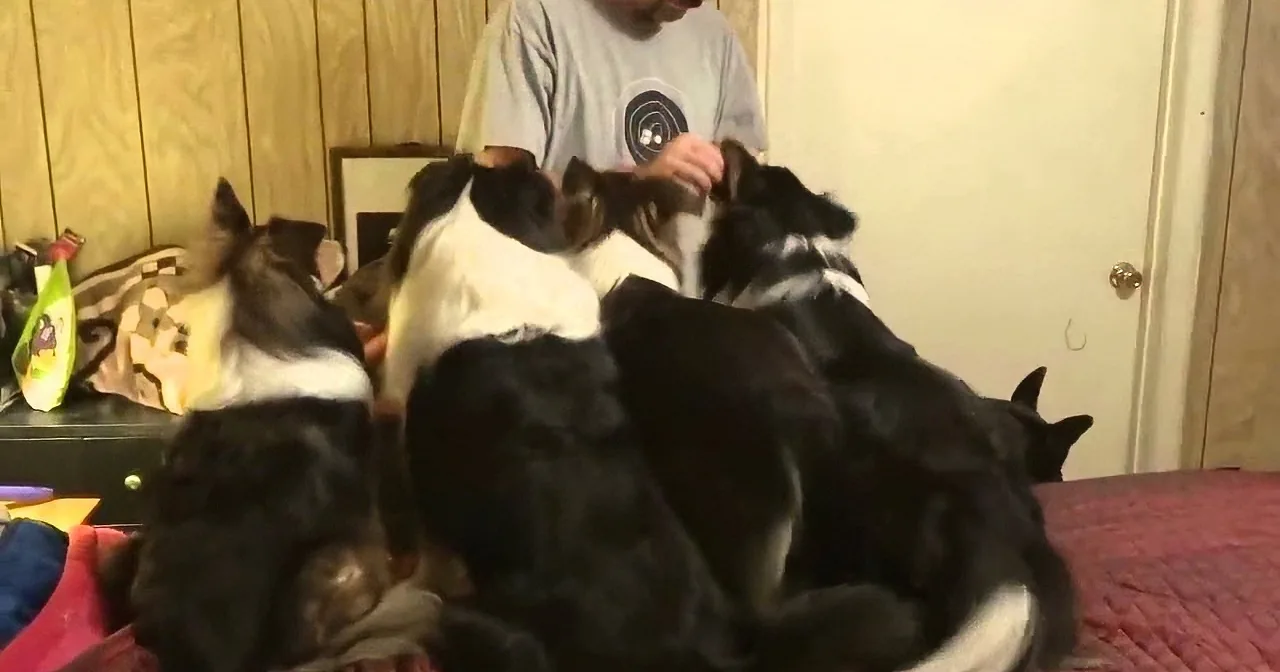 A person is surrounded by multiple black and white dogs on a bed, creating a cozy and playful scene.