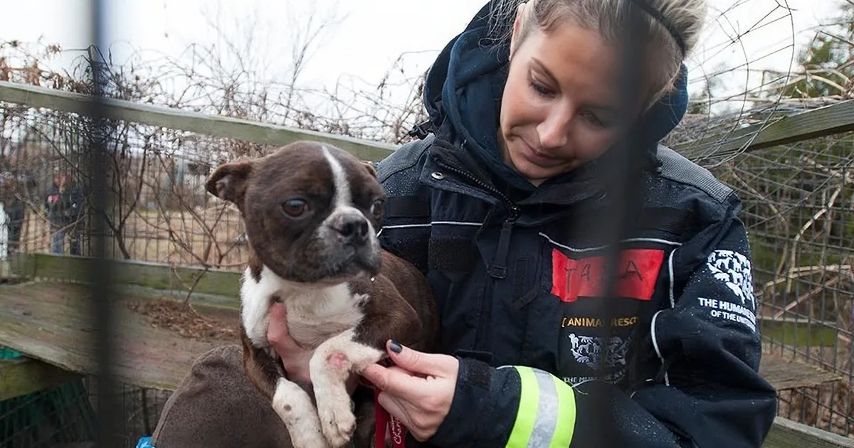 A woman in a rescue uniform holds a small brown and white dog, with close-ups of the dog's paws.