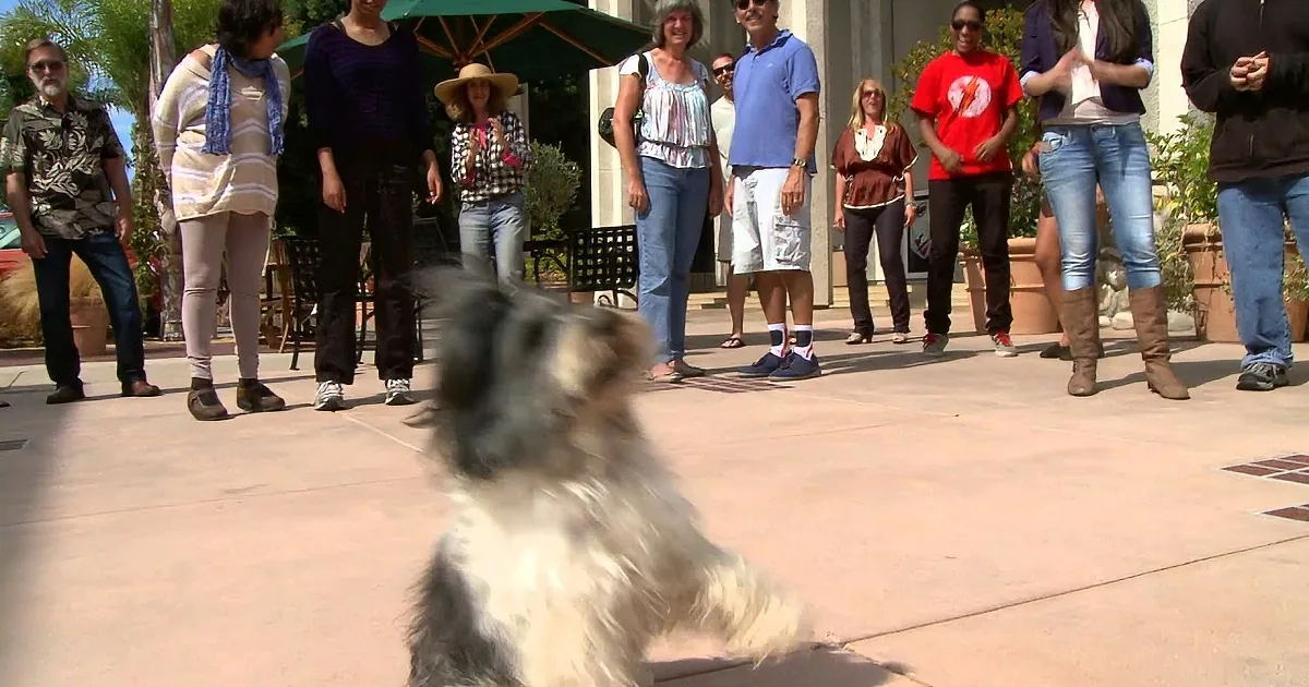 A small dog is in the foreground, with a group of people standing behind it on a sunny day.
