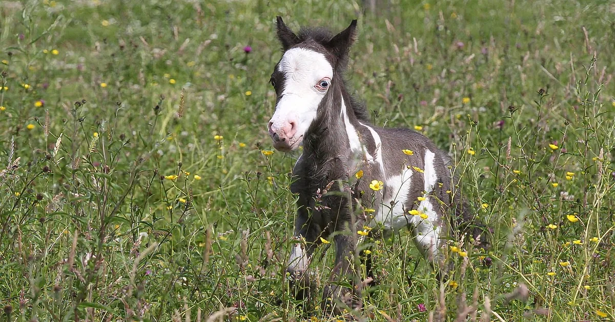 This Tiny Horse Is Quite a Big Sensation. You Won''t Believe How Small He Is