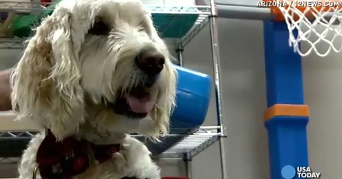 This Goldendoodle Looks Like a Normal Dog. but When I Saw Her Legs My Jaw Dropped!