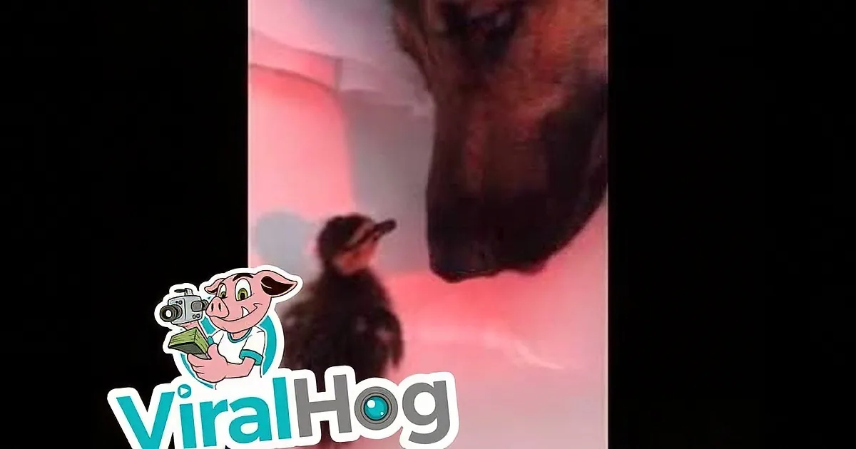 They Introduced Their German Shepherd to a Tiny Little Duckling. I Never Expected This to Happen...