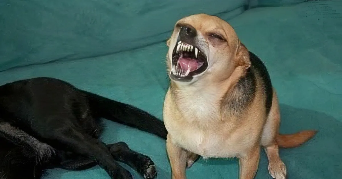 Warning: Watching Cute Animals Sneeze May Give You Uncontrollable Glee!