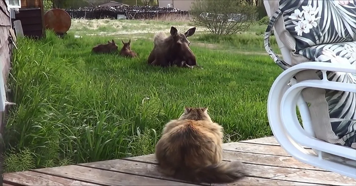 Cat Stalks a Mama Moose and Her Twins Lounging in a Yard...