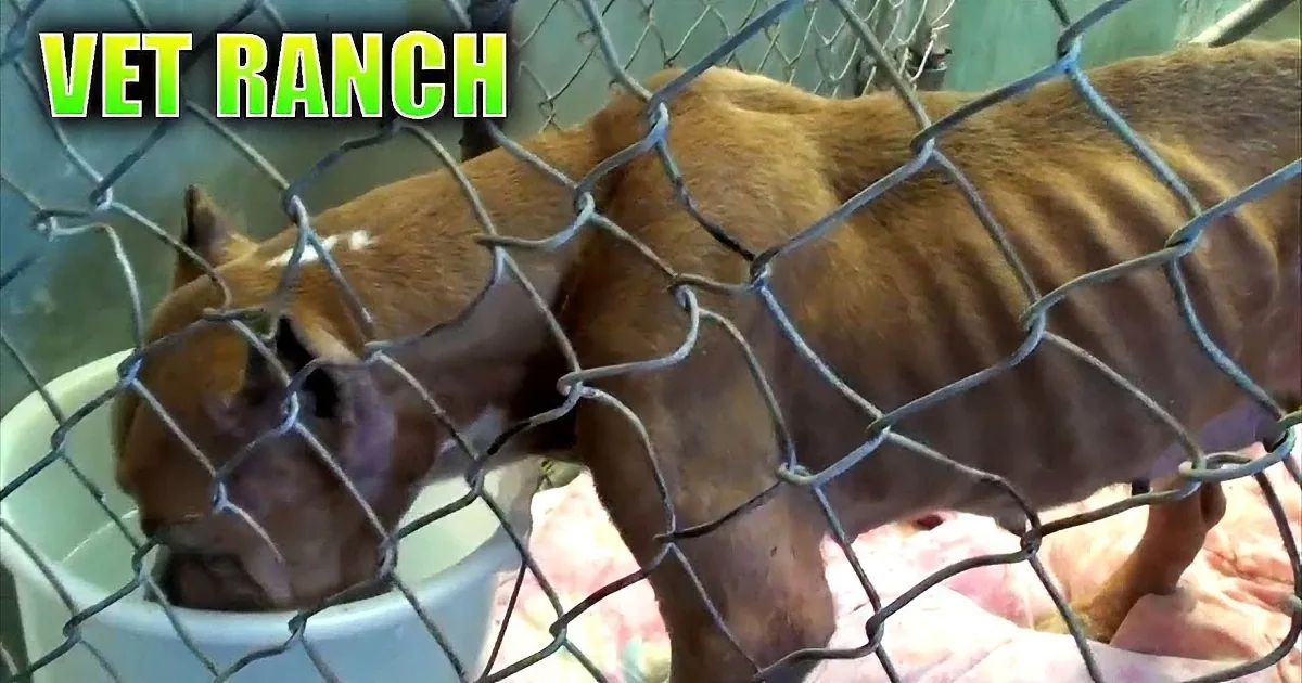 When This Family Moved Away, They Left Their Dog Behind to Starve. Watch What This Vet Does...