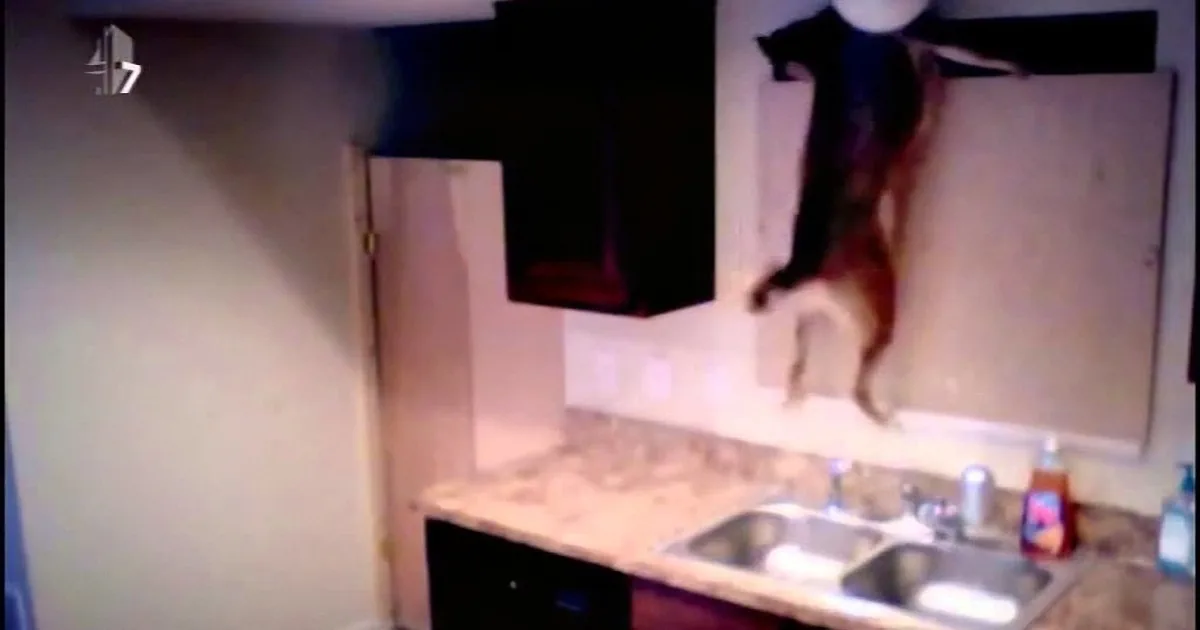 A dog is climbing up a wall in a kitchen, with a sink and cabinets visible.
