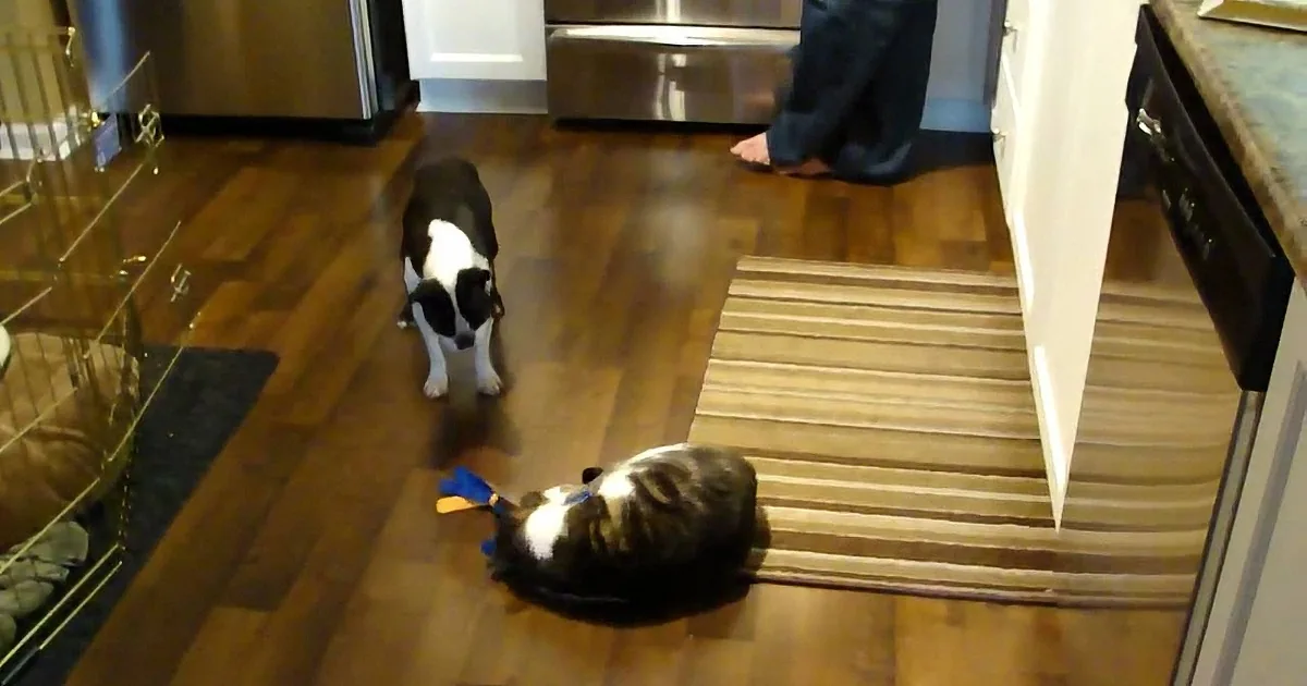 Two dogs play with a toy on a wooden floor in a kitchen.