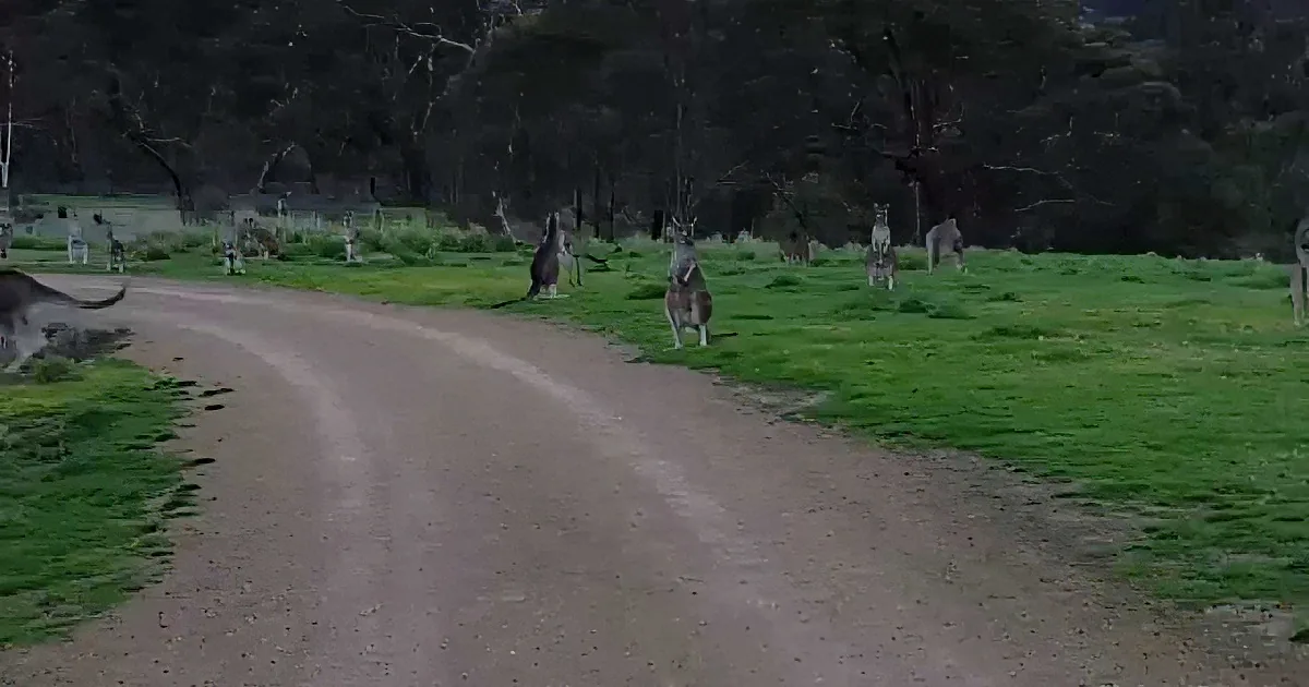 He Was Alone Going Through a Park on His Bike When He Sees These Animals Just Standing There...