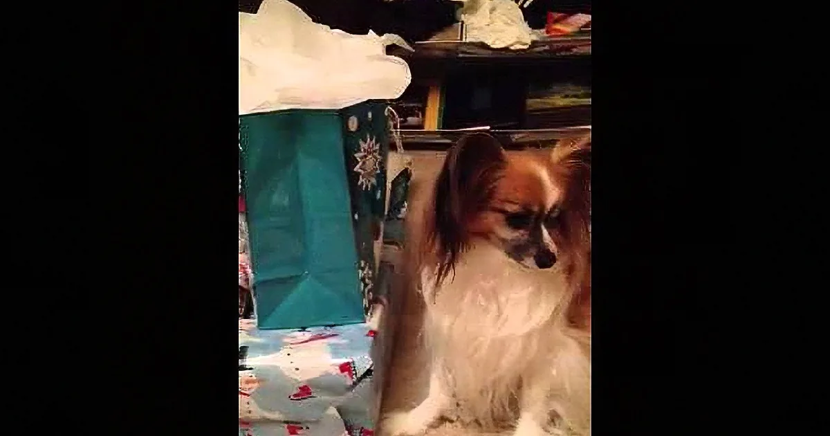 Dog Throws a Hilarious Tantrum When Mom Tells Him That He Can''t Open His Presents Early!