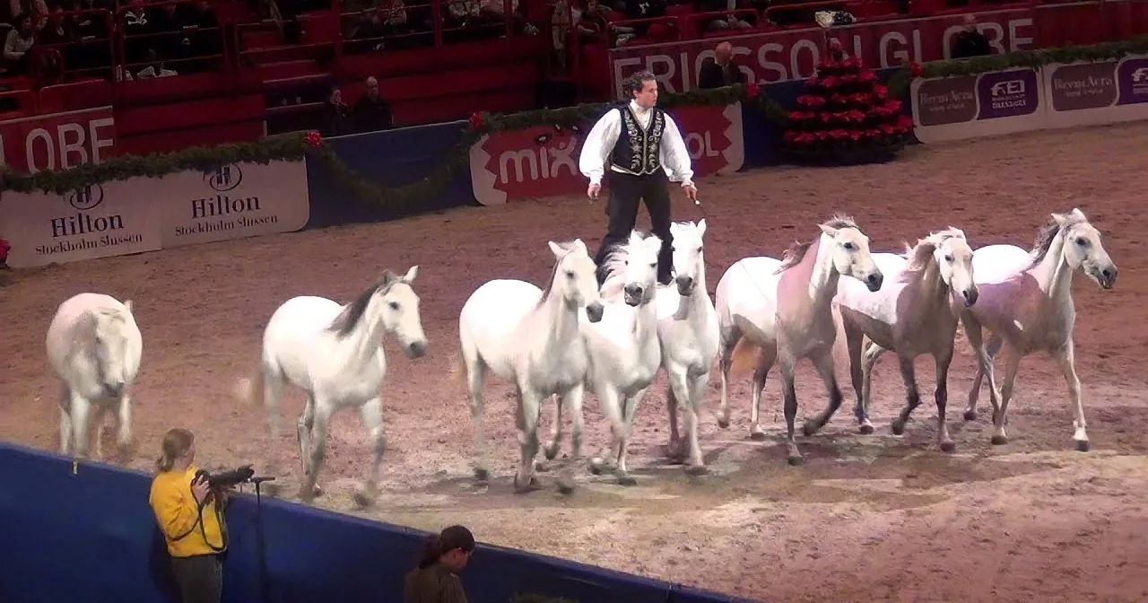 A man stands atop a group of white horses in an arena, surrounded by spectators and festive decorations.
