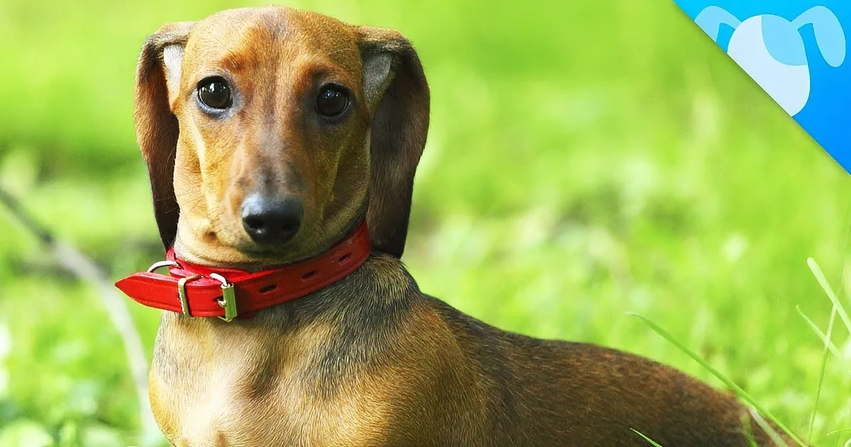 I Never Knew This About This Popular Dog Breed. These Facts Will Leave You Shocked!