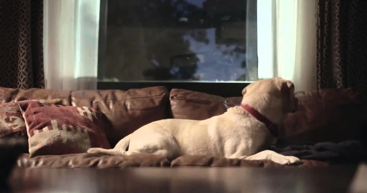 A dog with a red collar rests on a couch, gazing out a window with curtains.