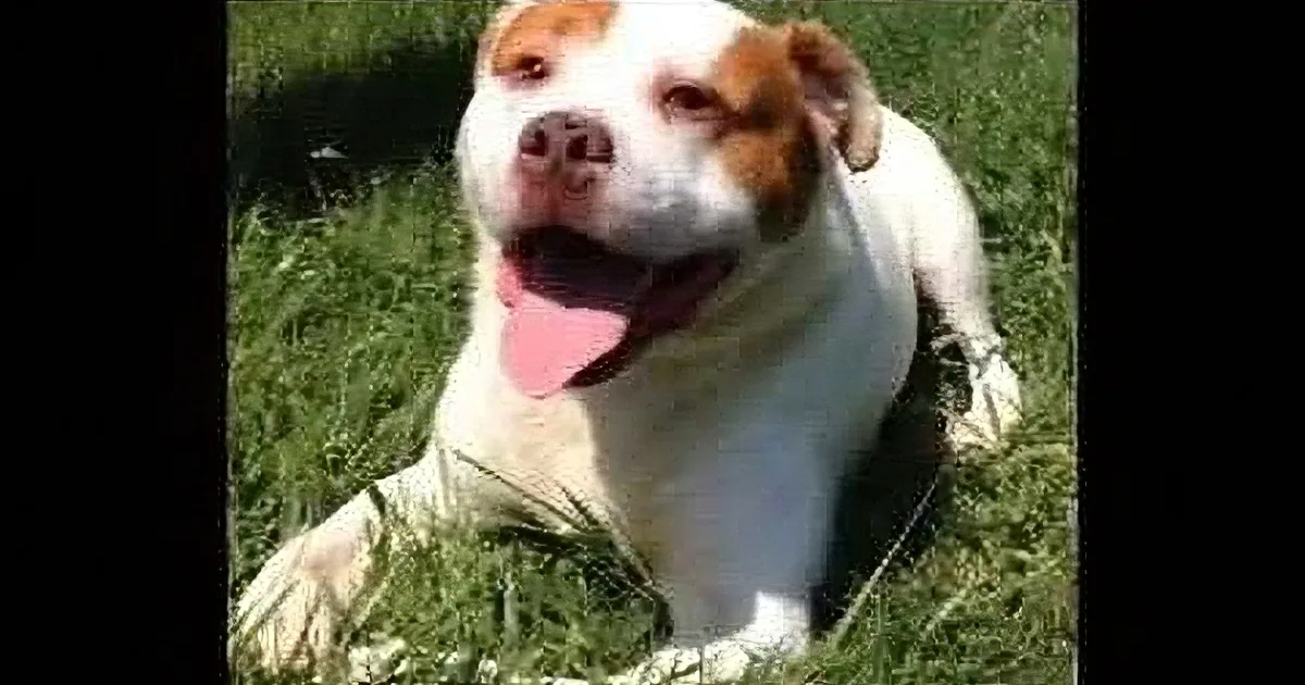 When They Discovered This Dog on the Side of the Road They Had No Idea How Incredible Was...