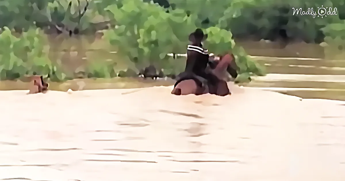 This Family of Cowboys Risked Their Lives to Save 31 Horses About to Drown in a Flood